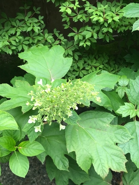 f:id:umryuyanagi104:20210524122512j:plain