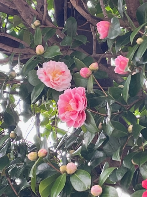 f:id:umryuyanagi104:20220331134652j:plain