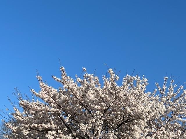 f:id:umryuyanagi104:20220405070533j:plain