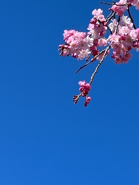 f:id:umryuyanagi104:20220409095521j:plain