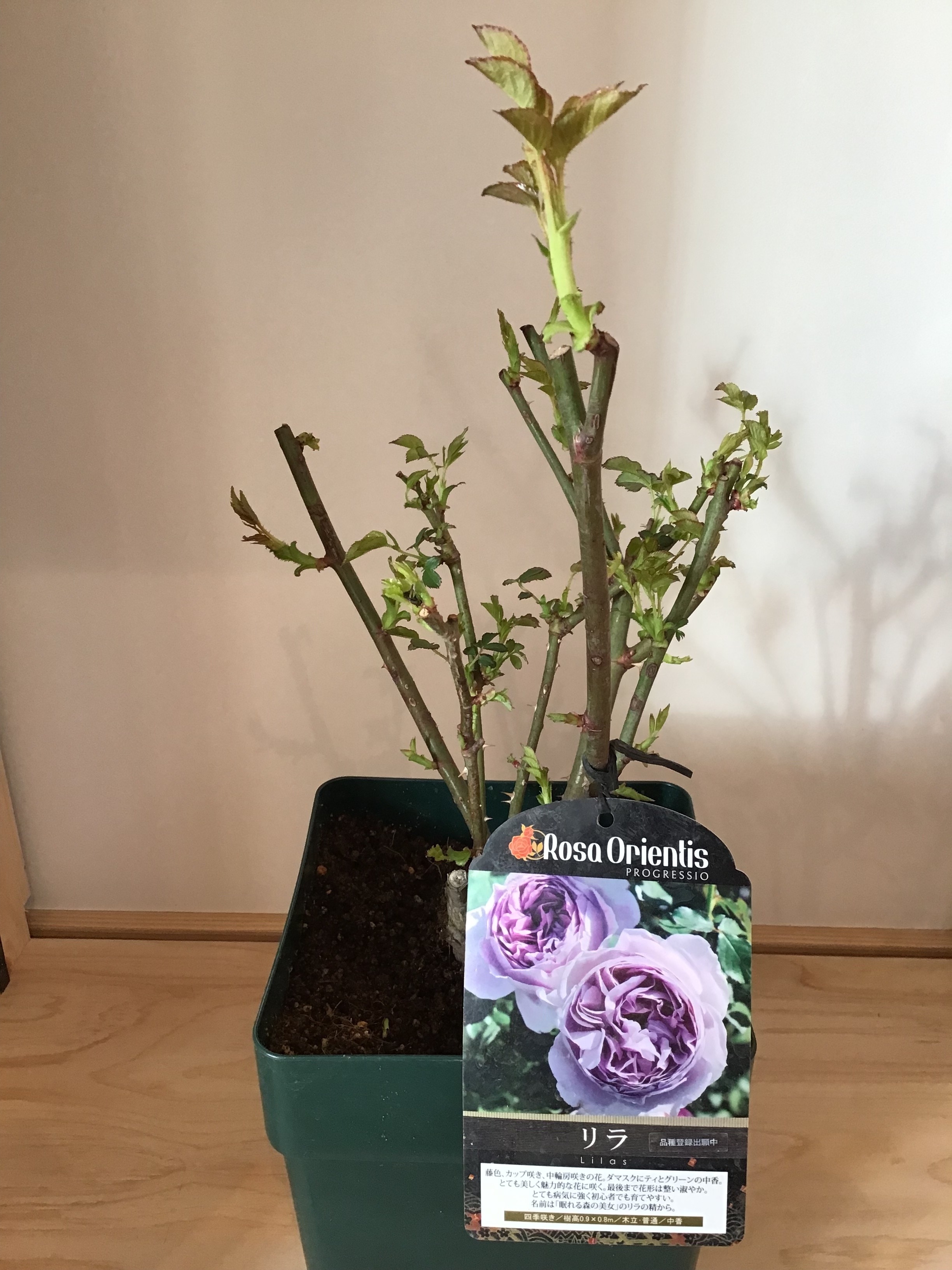 バラ大苗リラ 園芸ネット本店｜[26年1月中下旬予約]ロサ・オリエン