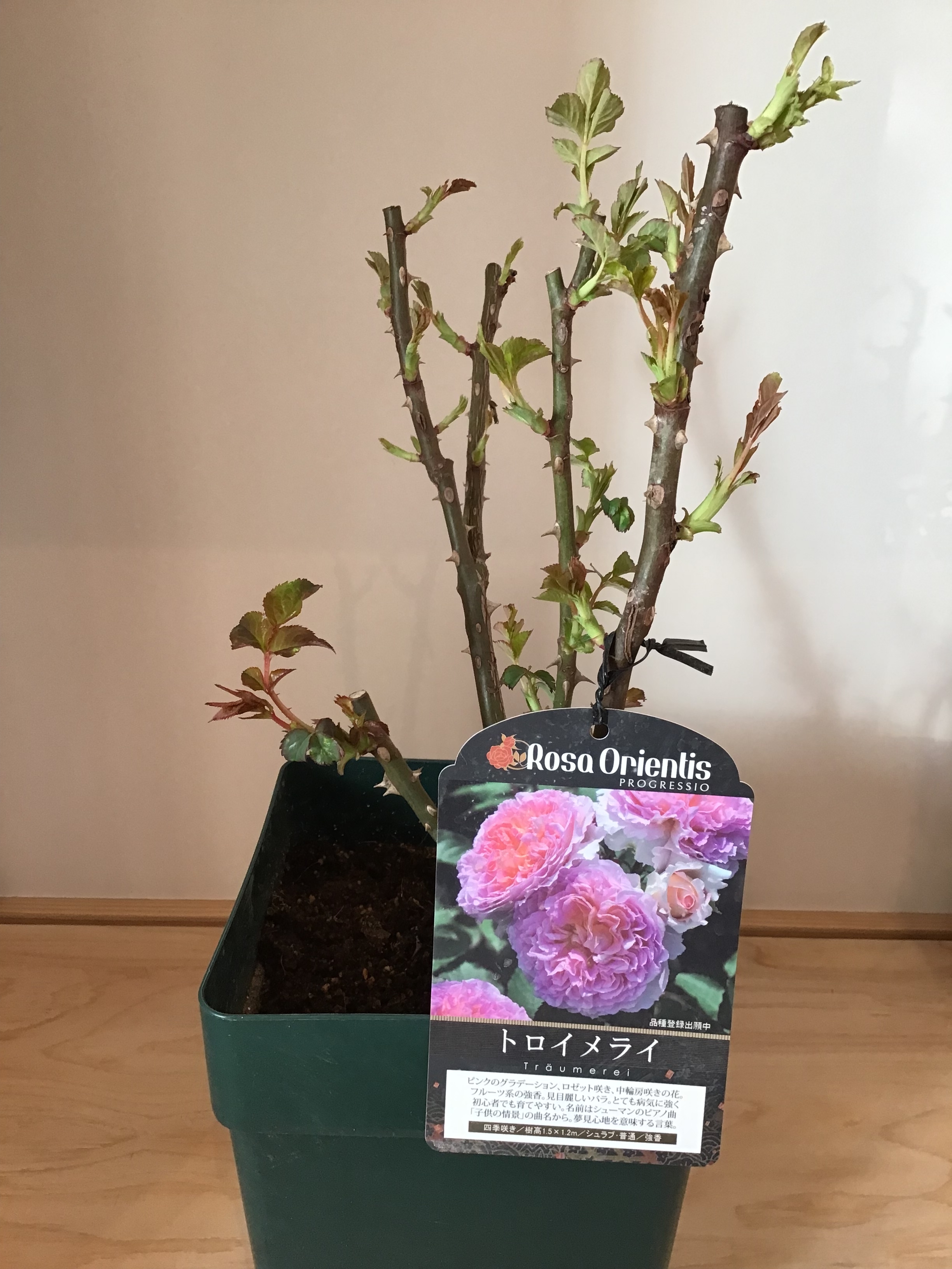 バラの家から届いた苗 - うなぎのにわ