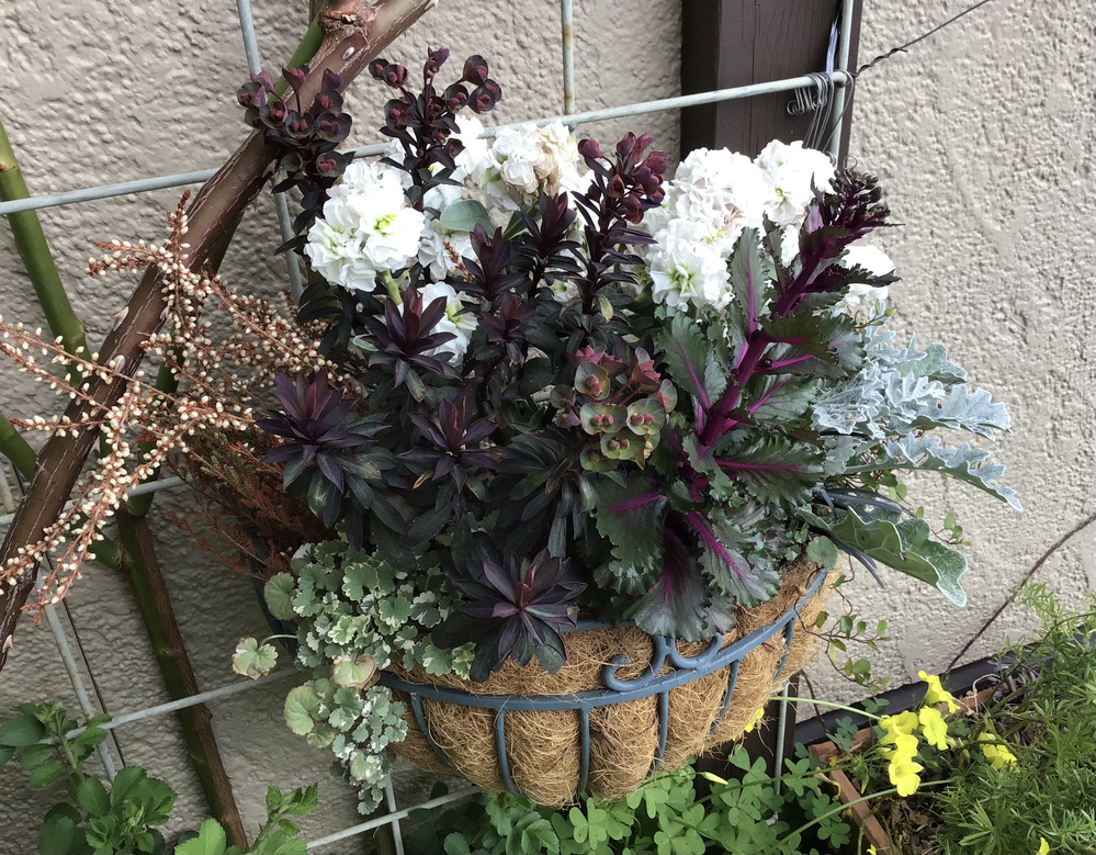 冬の寄せ植えを解体＊新しい寄せ植えを2つ作りました - うなぎのにわ