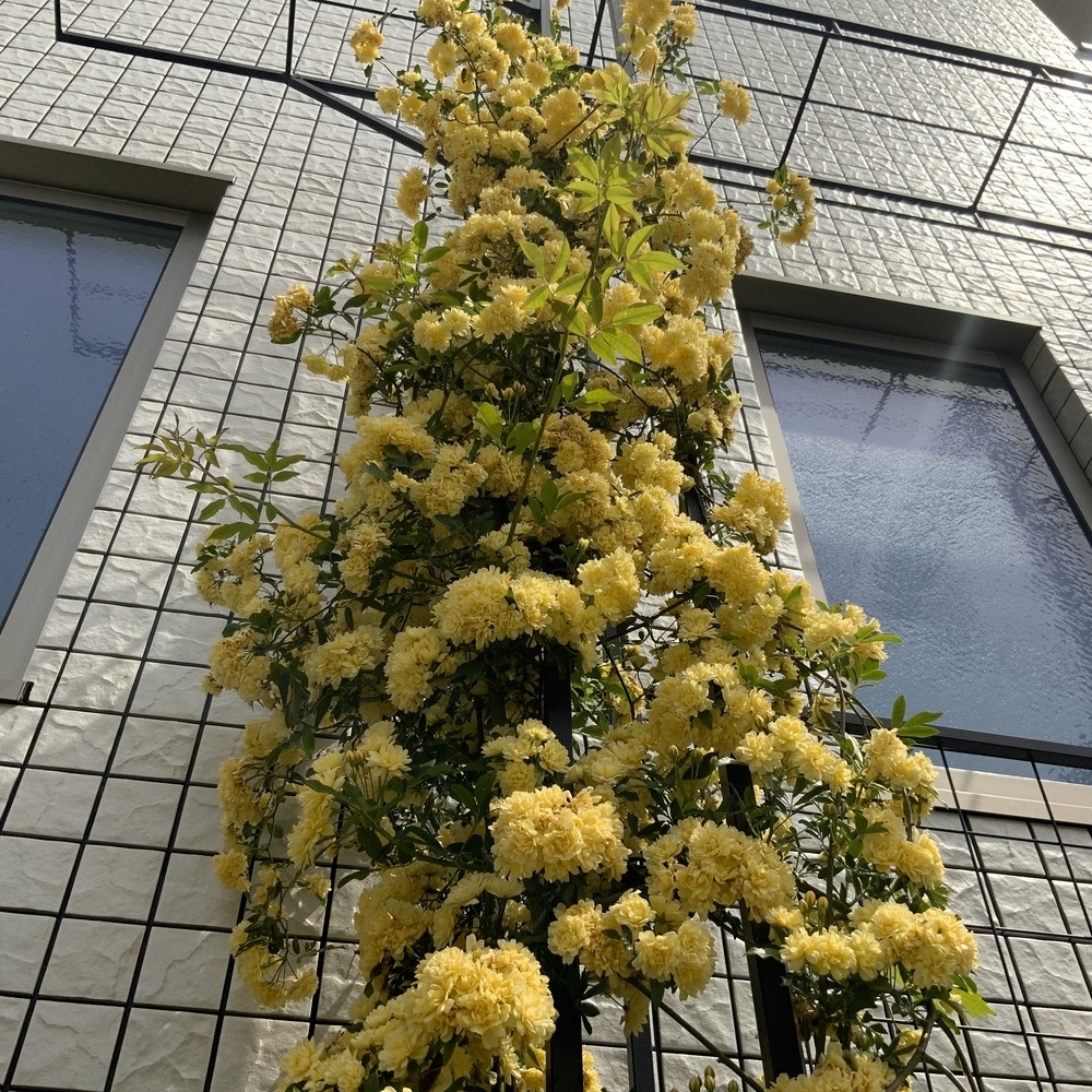 黄モッコウバラが満開＊雨上がりの花壇の様子 - うなぎのにわ