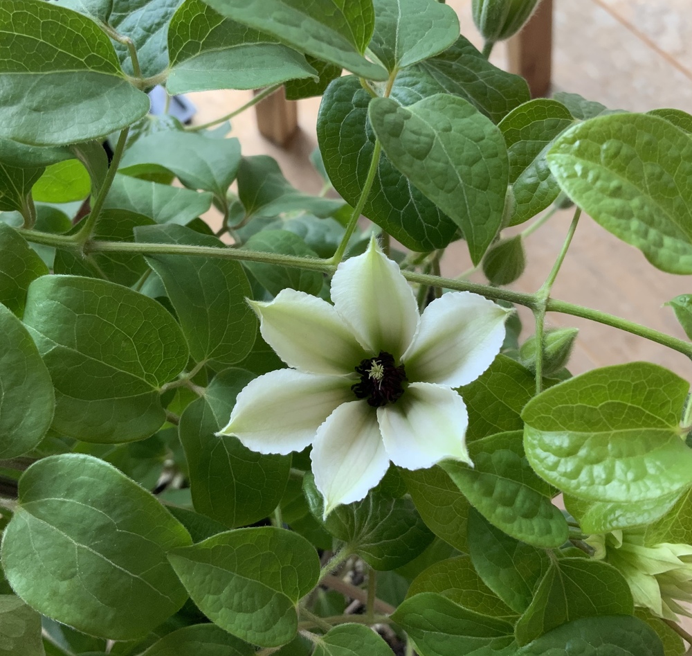 群星が開花＊初対面のクレマチス、ミクラとこはなが可愛すぎる