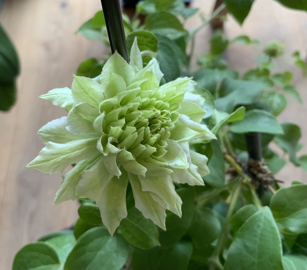 ✴️ クレマチス ご確認のページ ✴️ 観葉植物
