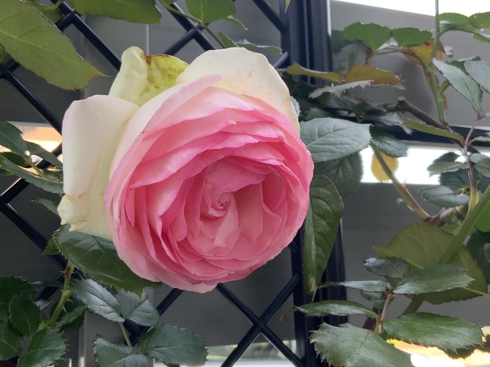 ピエール、ブーケパルフェ、ルッセリアナ開花 うなぎのにわ