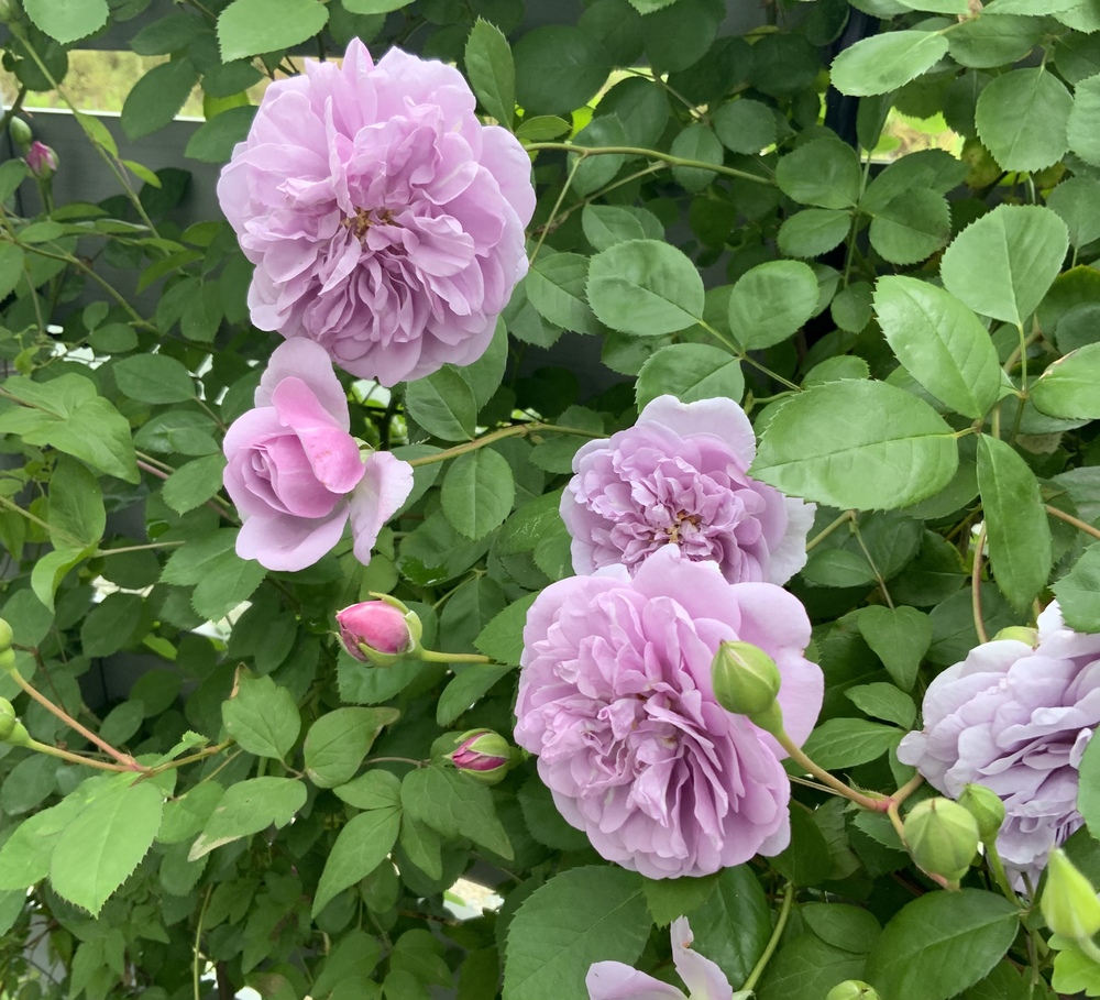 今季ラスト新苗】ローラダボー（フランス）接木苗