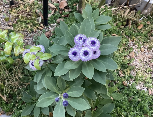 冬の寄せ植え作りました＊グロブラリア・ブルーアイ - うなぎのにわ