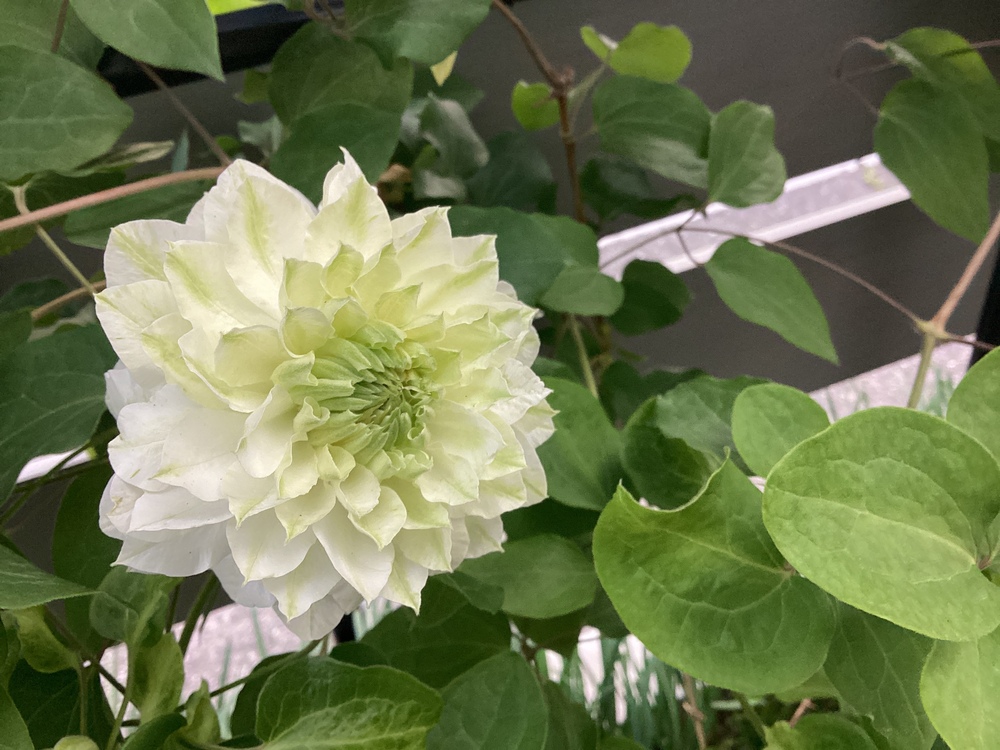 八重咲きクレマチス開花｜花壇のようす - うなぎのにわ