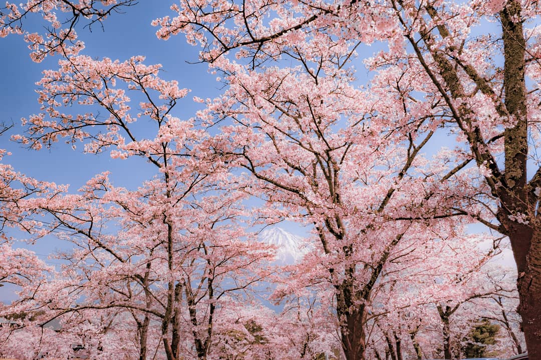 f:id:unagimikankun:20190427164722j:plain