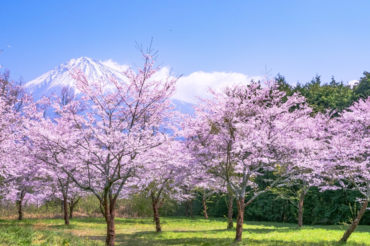 f:id:unagimikankun:20190427180351j:plain