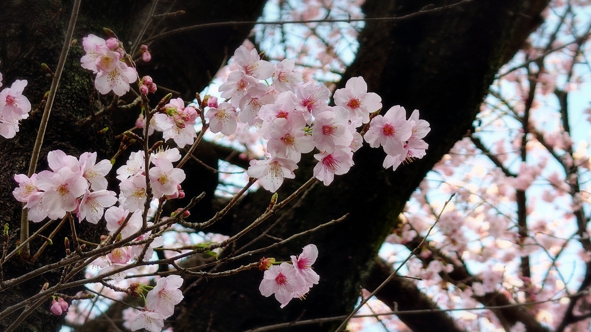 桜　田端
