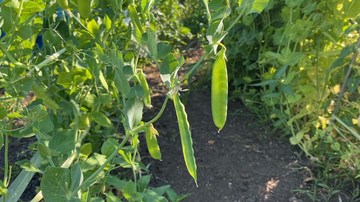 f:id:uncle_cat:20210715161826j:plain