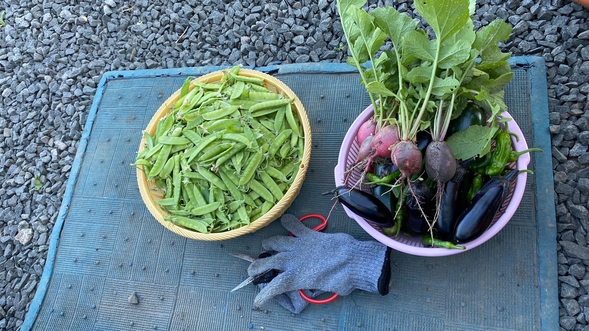 f:id:uncle_cat:20210715161837j:plain