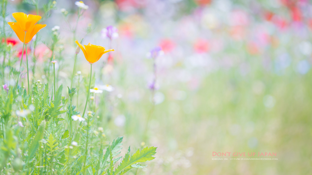 f:id:understandLove:20160813194402j:plain