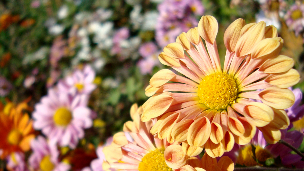 f:id:understandLove:20160814111412j:plain