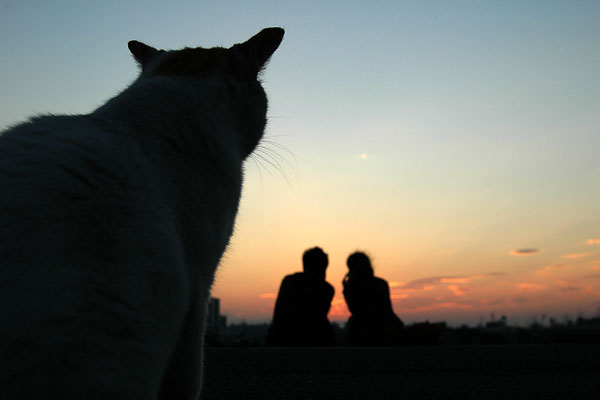 恋愛にも効く引き寄せのワーク もっと 100 自分原因説 猫のメメとモエ 恋愛にも効く引き寄せのワーク もっと 100 自分原因説 猫のメメとモエ