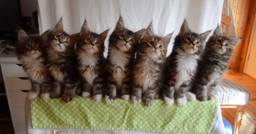 私は私 あなたはあなた の考え方を手に入れる方法 偶然をチャンスに変える生き方 猫のメメとモエ 私は私 あなたはあなた の考え方を手に入れる方法 偶然をチャンスに変える生き方 猫のメメとモエ