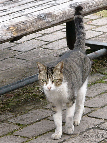 避けて通りたいところ にカギがある ０ベース思考 猫のメメとモエ