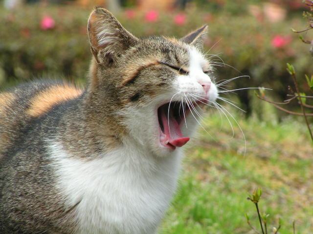 f:id:understandLove:20170507133734j:plain f:id:understandLove:20170507133734j:plain