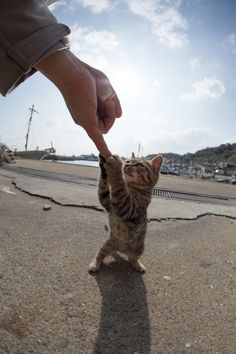 自己信頼感を上げるためのスキル 一貫性 ハーバードの人生を変える授業 タル ペン シャハー 猫のメメとモエ 自己信頼感を上げるためのスキル 一貫性 ハーバードの人生を変える授業 タル ペン シャハー 猫のメメとモエ