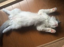 f:id:understandLove:20180422064916j:plain f:id:understandLove:20180422064916j:plain