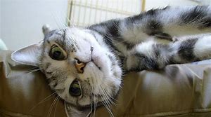 f:id:understandLove:20180815085351j:plain f:id:understandLove:20180815085351j:plain