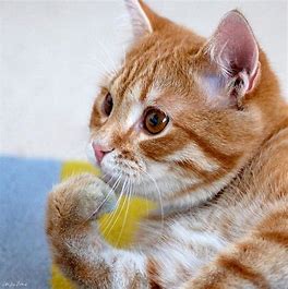 f:id:understandLove:20190211101530j:plain f:id:understandLove:20190211101530j:plain