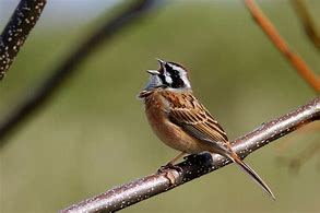 f:id:understandLove:20190519071700p:plain