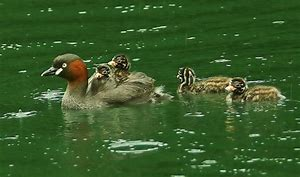 f:id:understandLove:20190519072924p:plain