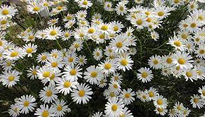 f:id:understandLove:20210810151133j:plain