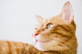 f:id:understandLove:20220321102559j:plain