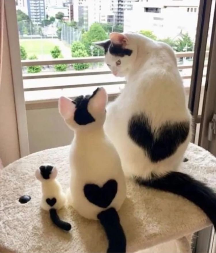 f:id:understandLove:20220812100159j:image f:id:understandLove:20220812100159j:image