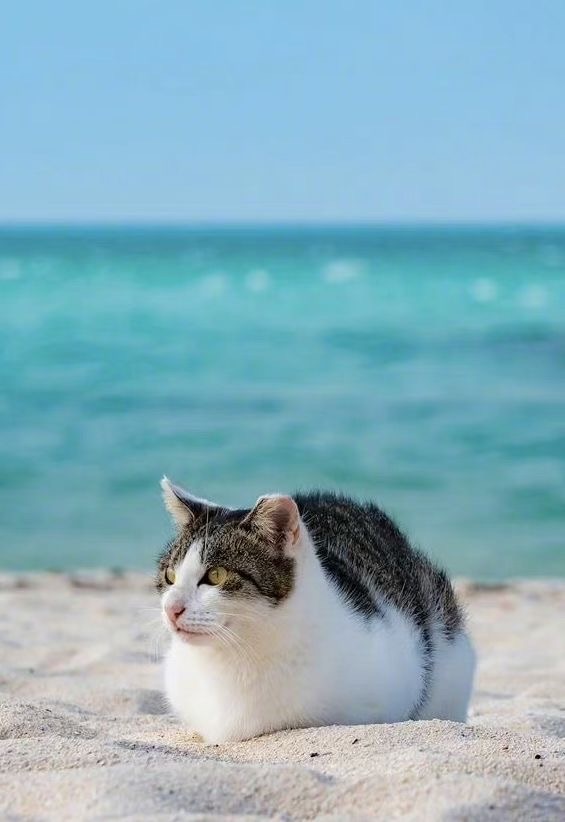 f:id:understandLove:20230806100125j:image f:id:understandLove:20230806100125j:image