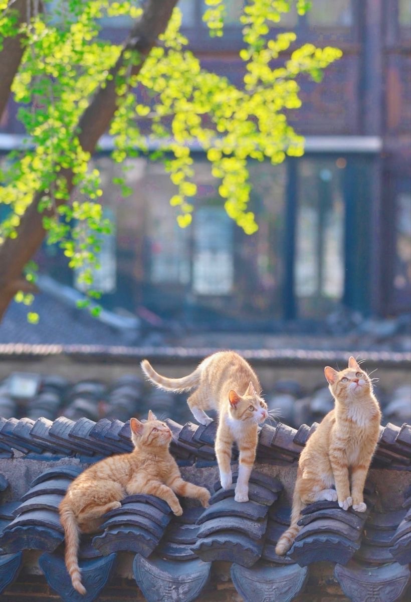 f:id:understandLove:20250719104901j:image f:id:understandLove:20250719104901j:image