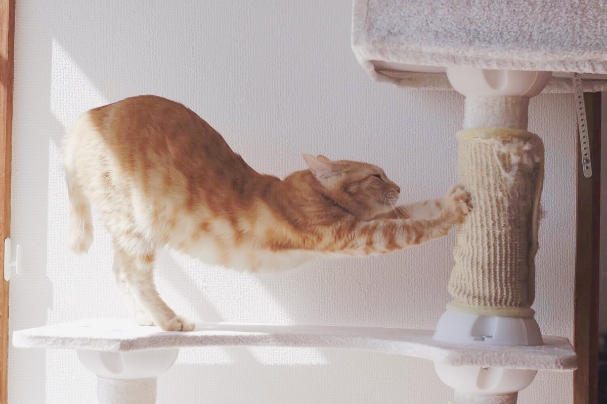 猫がヨガをしている写真です
