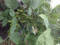 f:id:une_hirondelle:20140719103457j:image:small f:id:une_hirondelle:20140719103457j:image:small