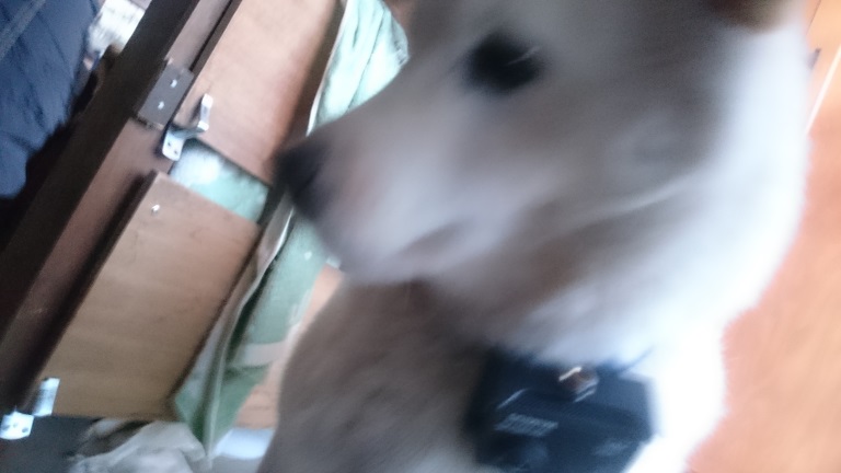 f:id:uni8inu:20170102002305j:plain f:id:uni8inu:20170102002305j:plain
