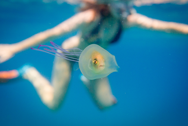 f:id:uniboy:20160609125756p:plain