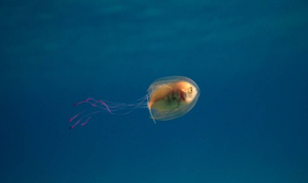 f:id:uniboy:20160609130556p:plain