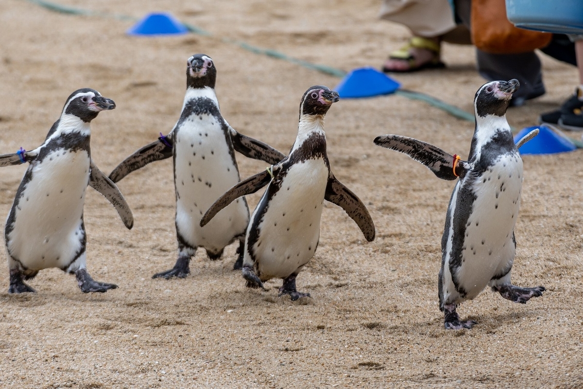 たくさんのペンギンを観察できる 長崎ペンギン水族館 ゆに昆布 たくさんのペンギンを観察できる 長崎ペンギン水族館 ゆに昆布