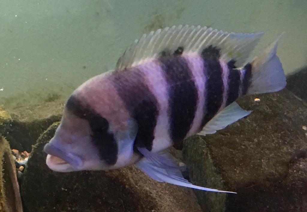 大型熱帯魚❗️フロントーサ他 多数