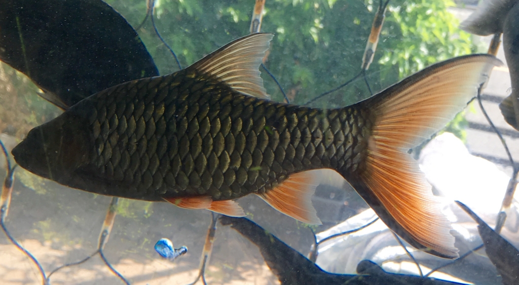 最終値下げ❗️大型熱帯魚❗️フロントーサ他 残り5個体まとめて