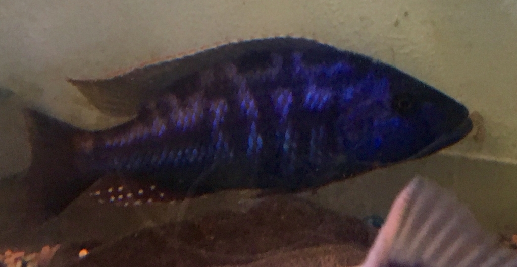 クーへ ワイルド個体 アフリカンシクリッド｜熱帯魚