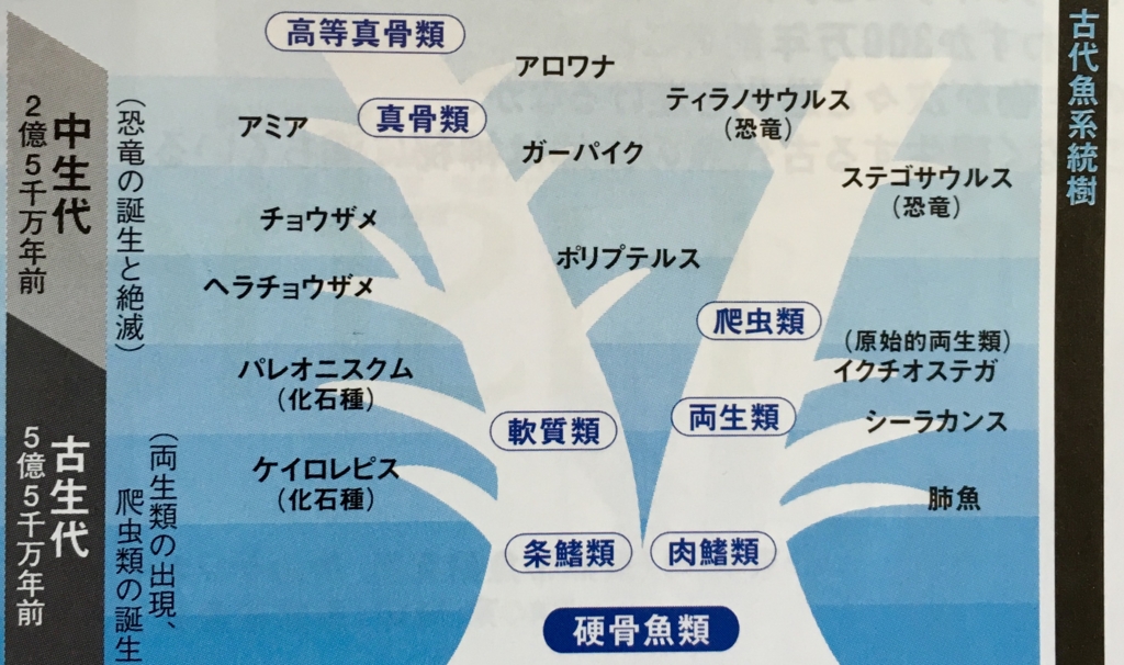 真骨類