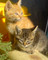 こねこ