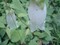 id:unionia