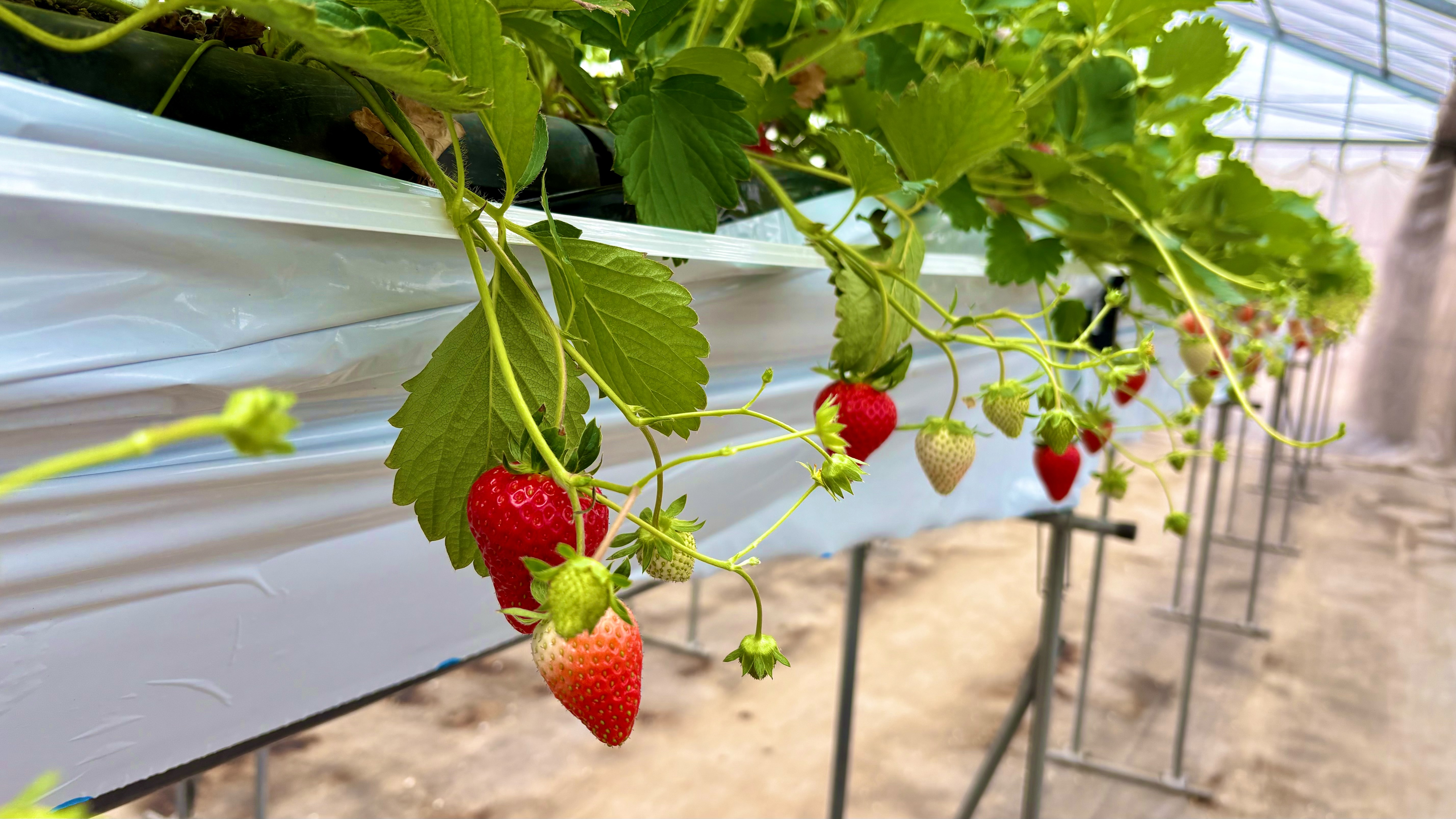 f:id:unipichan:20251230205304j:image