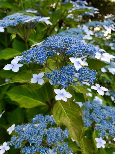 f:id:unitice:20190604130826j:image